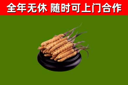 集安回收冬虫夏草